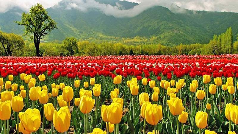 Kashmir Tour Package